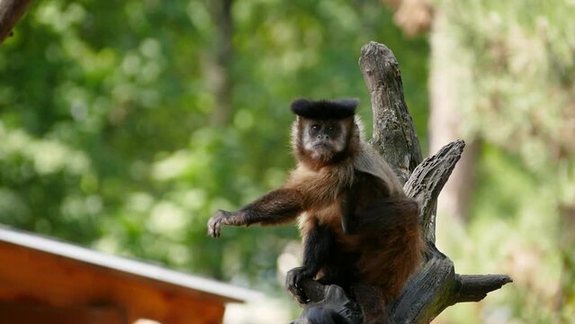 Old male tufted capuchin (Sapajus apella) in captivity