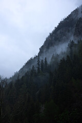 trees mist mountain