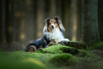 chien de race shetland dans la forêt