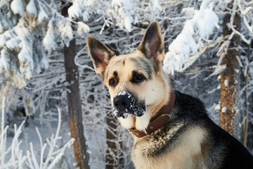 Dog German Shepherd outdoors in the forest in a winter day. Russian guard dog Eastern European Shepherd in nature on the snow and white trees covered snow