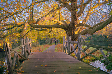 Jesień. Drewniany mostek, stare piękne drzewo, ścieżka w parku, kolorowe liście.