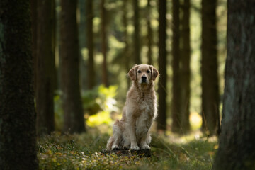 Un chien de race border collie dans la foret 