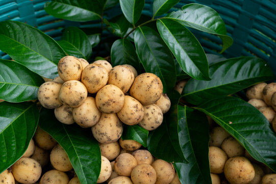 

Longkong is ripe, it a sweet and juicy fruit of Chanthaburi province in Thailand, fresh organic longkong in basket