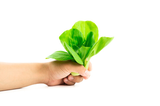 Bok choy, green fresh Chinese cabbage on hand isolated on white background