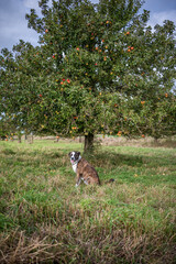 Hund untereinem Apfelbaum