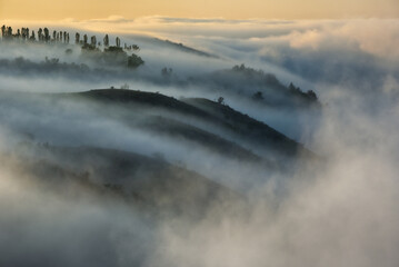 Trees in the Fog. Autumn morning. Nature of Ukraine