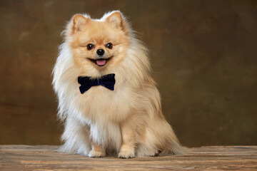 Gentleman. Portrait of happy smiling little purebred dog posing isolated dark vintage style background. Pomeranian spitz looks groomed and healthy.
