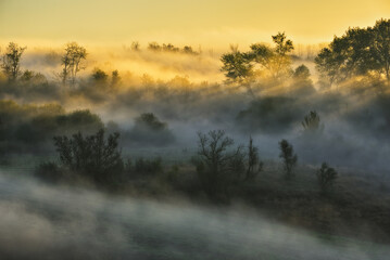 Obraz na płótnie Canvas Trees in the Fog. Autumn morning. Nature of Ukraine