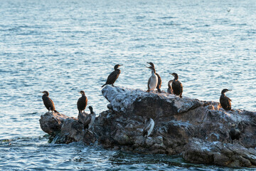 Cormorants on rock ,sea at the background. cormorants in the nature.