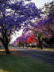 Empty street with purple jacaranda tree on both sides.