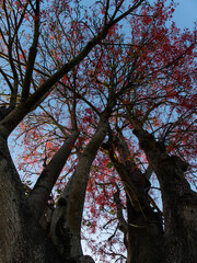 Looking up at tree branch with red flowers.
