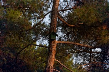 Bird house on a tree hidden cam in it. Hidden cam in forest for observation and possible fire prevention.