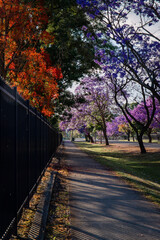Fototapeta na wymiar A sidewalk covered by purple jacaranda tree.