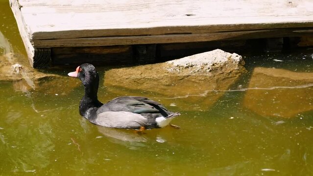 Rosy-billed pochard (Netta peposaca) swimming in a pond with fulvous whistling ducks (Dendrocygna bicolor), white-cheeked pintail (Anas bahamensis) and different species of turtle in the footage