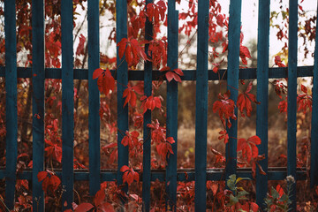 Obraz na płótnie Canvas The fence is entwined with plants with red leaves. Rural painting in red autumn tones. Autumn landscape.