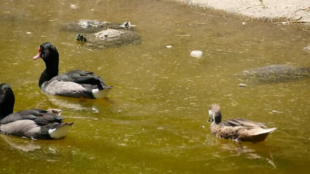Rosy-billed pochard (Netta peposaca) swimming in a pond with fulvous whistling ducks (Dendrocygna bicolor), white-cheeked pintail (Anas bahamensis) and different species of turtle in the footage