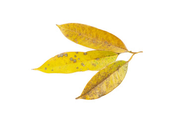 Fototapeta premium Yellow leaf spot mold in durian tree isolated on white background, problem of agriculture in Thailand, nature background