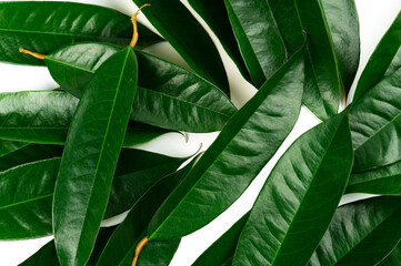 Fresh durian leave isolated on white background, green leaves durian fruit frame, decoration for advertising conceptFresh durian leave isolated on white background, green leaves durian fruit frame