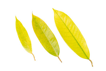Yellow leaf spot mold in durian tree isolated on white background, problem of agriculture in...