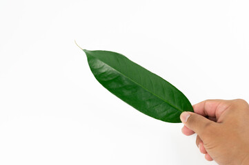 Man hand holding fresh durian leave isolated on white background, decoration for advertising concept