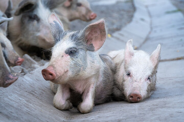 Close-up of two young piglets lying on the asphalt on the street