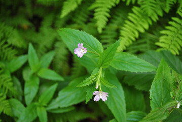 Close Up of Small Pink Flowers on Wild Roadside Plant 