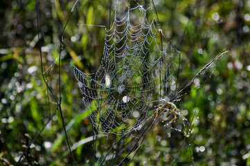 Spinnennetz