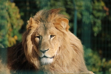 Lion enjoy the Sunn