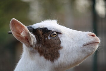 Goat in early morning 