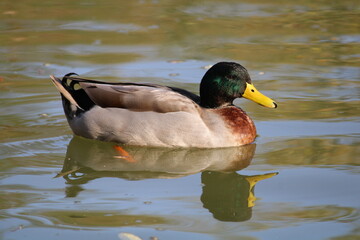 Duck swimm in a lacke 