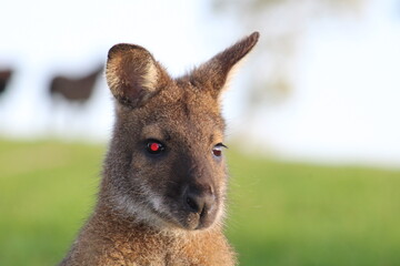 Red eye Kangaroo in sunny day