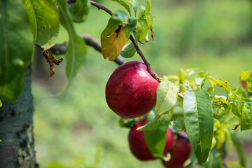 sweet nectarines on tree image