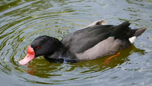 Rosy-billed pochard (Netta peposaca) filtering food in a pond
