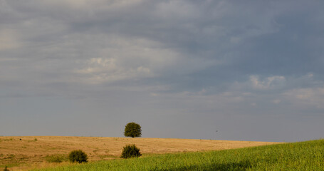 Field seen in autumn with cloudy sky