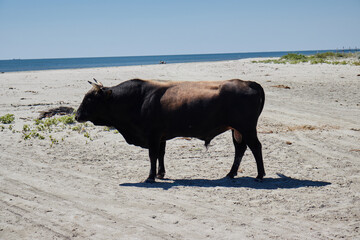 A black bull on the beach!