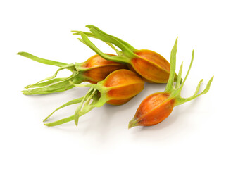 fresh gardenia fruit  isolated on white background.
gardenia fruit is used as a yellow dye to color clothing and food.