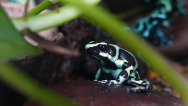 Green-and-black poison dart frogs (Dendrobates auratus)