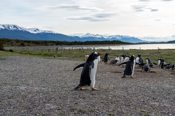 Magellanic penguins in natural environment on Isla Martillo  island in Patagonia, Argentina, South...