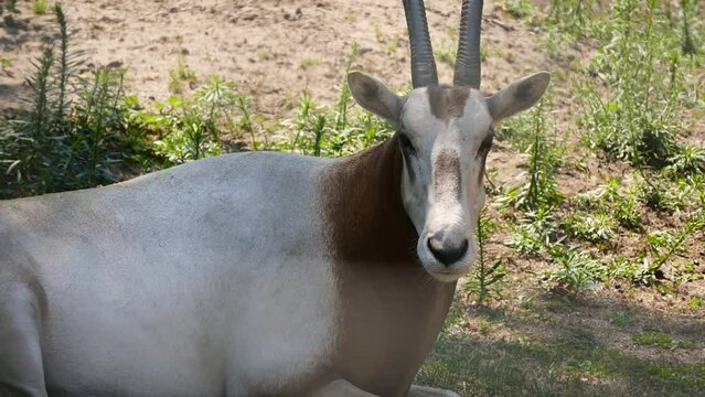 Scimitar oryx (Oryx dammah) resting in captivity