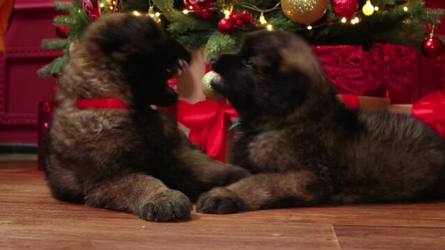 Leonberger puppies lie under the Christmas tree and play with each other, bite and fight.