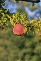 peach tree and fruit image