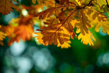 Autumn landscape.  Last autumn oak leaves on a branch. Autumn leaf.