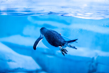 Underwater wildlife at aquarium in Dubai with penguin close up.