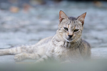Cats resting on the ground
