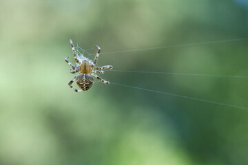 Cross spider crawling on a spider thread. Halloween fright. A useful hunter among