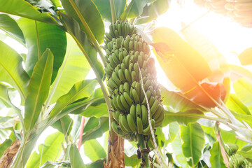 Closeup bunch growing ripe yellow banana. Concept agriculture Plantation fruits tree in greenhouses Turkey