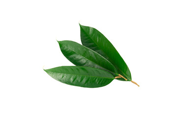 Fresh green durian leave isolated on white background, decoration for advertising concept