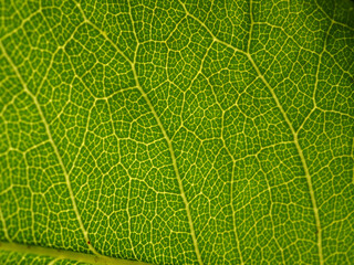 Green floral background, texture green leaf veined structure