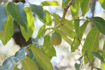 walnut tree and fruit image