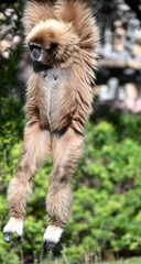 An acrobatic gibbon exercises